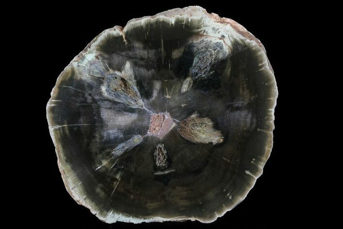 Triassic Petrified Wood (Woodworthia) Slab - Zimbabwe #78897